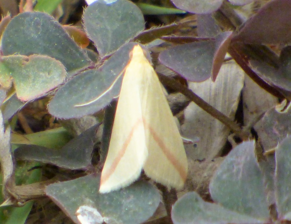 Falena da indentificare - Rhodometra sacraria, Geometridae